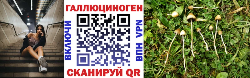 Галлюциногенные грибы Psilocybine cubensis наркота Гагарин